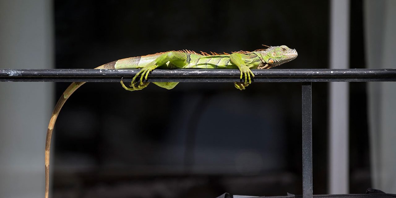 Florida: te puede caer una iguana congelada en la cabeza