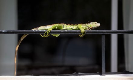 Florida: te puede caer una iguana congelada en la cabeza