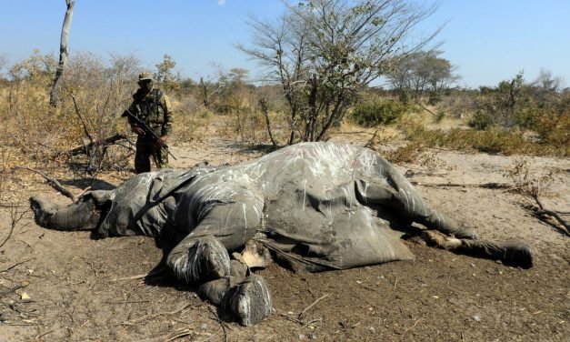 Revelan la posible causa de la misteriosa muerte de cientos de elefantes en Botswana