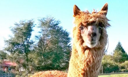 W25, el poderoso “superanticuerpo” de alpaca descubierto por científicos chilenos capaz de neutralizar el COVID-19