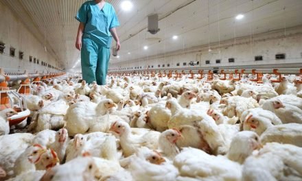 Rusia reporta los primeros casos del mundo de gripe aviar H5N8 en humanos