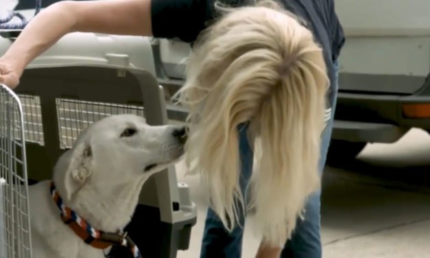 La nueva prohibición de perros de los CDC está afectando a los soldados y diplomáticos en el extranjero