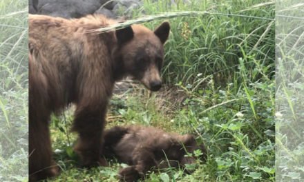 Guardabosques del parque nacional escribe una publicación desgarradora sobre la madre oso de luto por la muerte de un cachorro en un automóvil