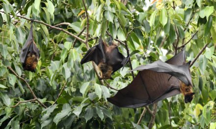 ¿Qué se sabe del virus Nipah, que tiene una tasa de letalidad de hasta un 75%, y todavía no cuenta con un tratamiento?