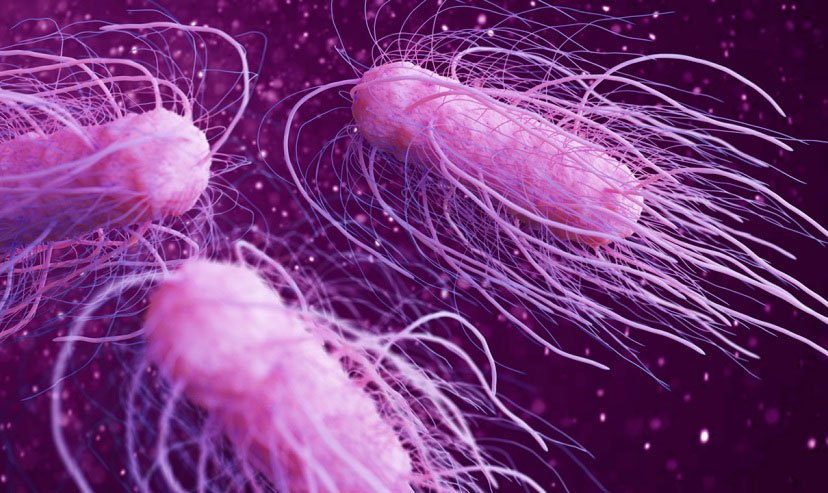 El brote de Salmonella de origen no identificado se expande a 29 estados; Los CDC dicen que se encontró cepa en un recipiente para llevar