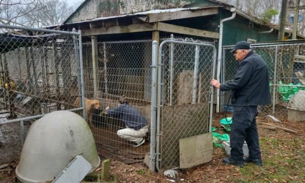 Un perro muere y 60 más son rescatados de condiciones ‘antihigiénicas e inhumanas’