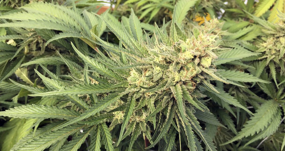 Mississippi se convierte en el estado número 37 en legalizar la marihuana medicinal
