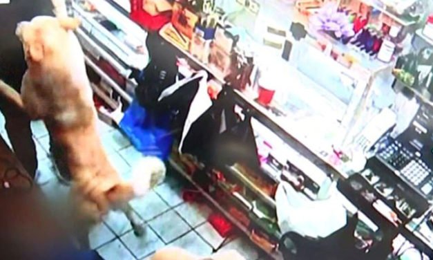Perro llamado Bullet Saves “Balas de Salva” ha salvado la vida de dos empleados en tiroteo