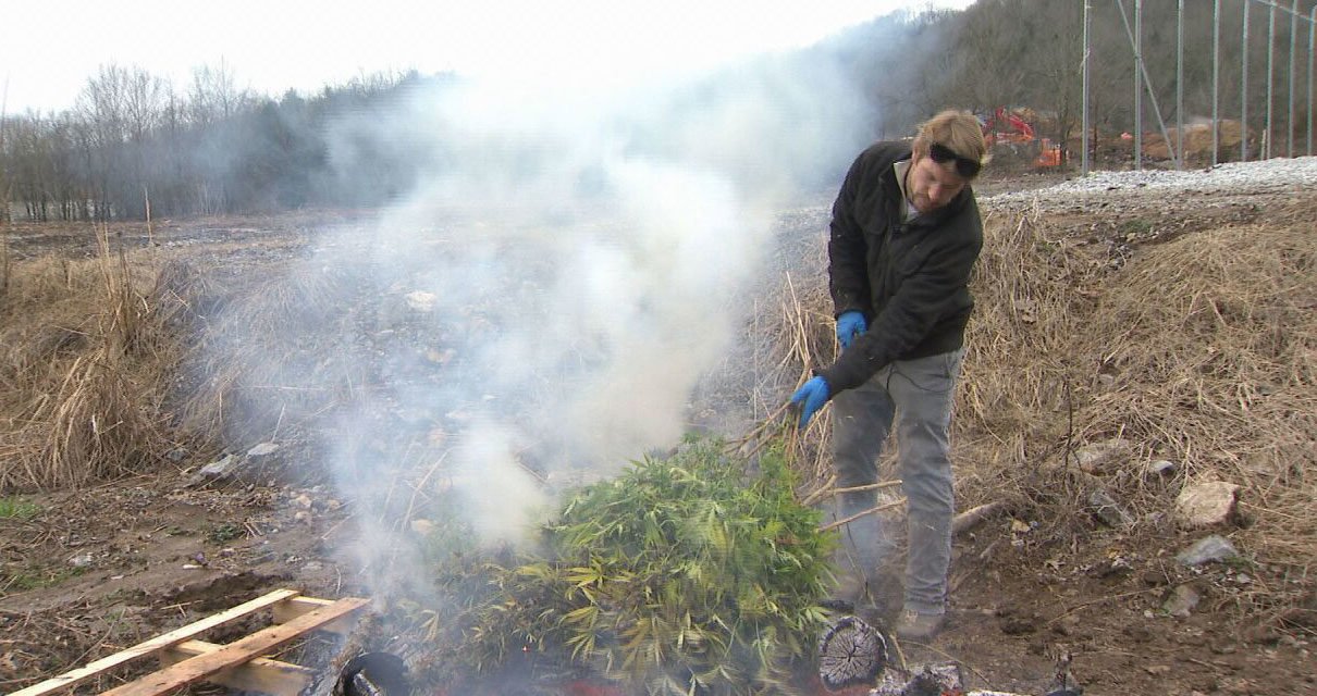 Los agricultores de CANNABIS en Tennessee tienen que destruir su cosecha de cáñamo que superó el nuevo límite federal de THC.