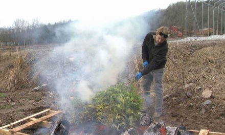 Los agricultores de CANNABIS en Tennessee tienen que destruir su cosecha de cáñamo que superó el nuevo límite federal de THC.