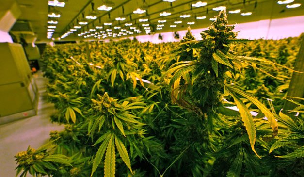 La NCAA eleva los niveles de THC para las pruebas y propone sanciones menores