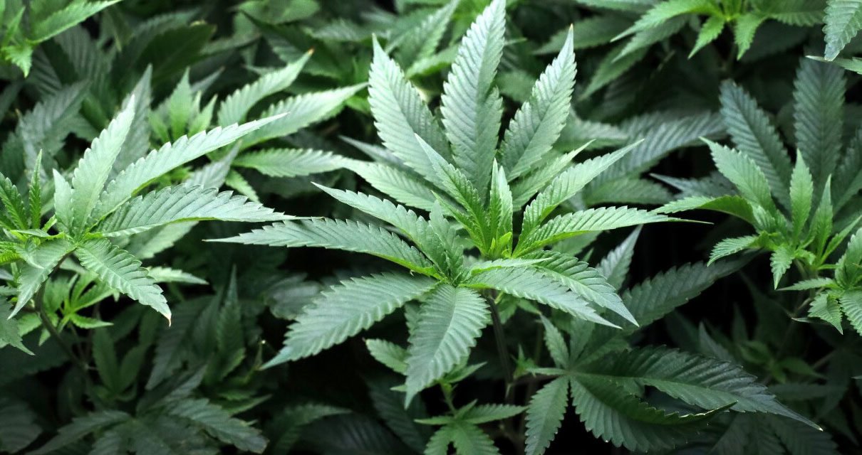 Proyecto de ley sobre marihuana medicinal pasa a votación del Comité Judicial de la Cámara de Representantes de Kentucky