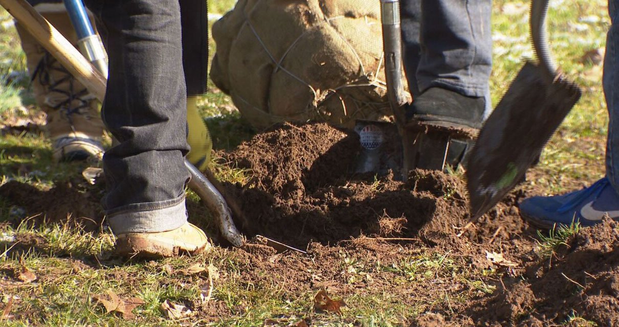 Voluntarios para plantar 75,000 árboles en todo el estado para el Día del Árbol de Tennessee