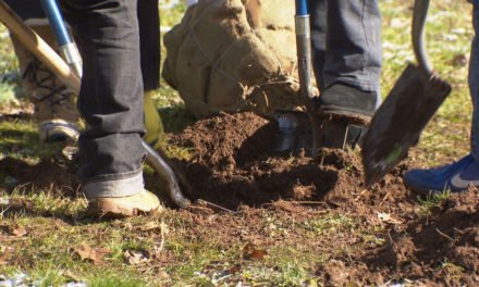 Voluntarios para plantar 75,000 árboles en todo el estado para el Día del Árbol de Tennessee