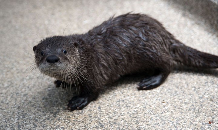 Nutria vista en el río Detroit que se cree que se documentó por primera vez en más de 100 años