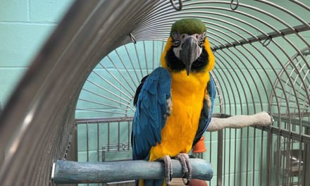 La exposición de mascotas exóticas planeada desde hace mucho tiempo fue eliminada del lugar en Fairgrounds Nashville