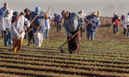 Critican a Pelosi por afirmar que los inmigrantes ilegales podrían servir para “recoger las cosechas”
