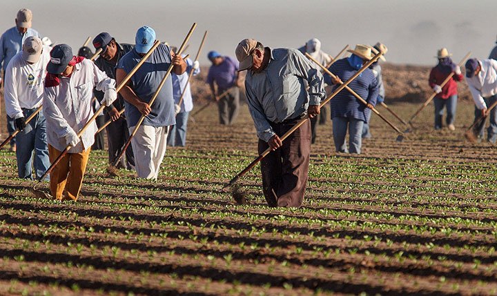Critican a Pelosi por afirmar que los inmigrantes ilegales podrían servir para “recoger las cosechas”
