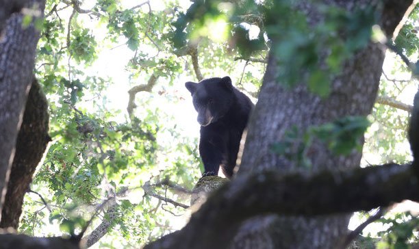 Oso entra a cabaña cerrada en Gatlinburg y ataca a hombre que estaba de vacaciones, dicen funcionarios