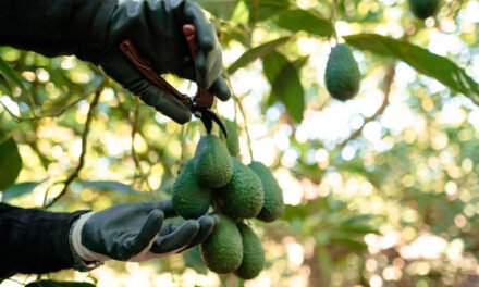 Denuncian la producción de aguacate en México previa a la Super Bowl