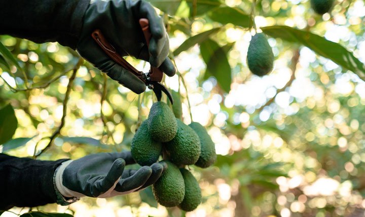 Denuncian la producción de aguacate en México previa a la Super Bowl