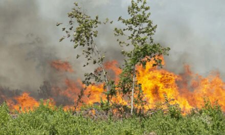 Los guardias de Tennessee se unen a los socorristas de Luisiana para combatir el incendio forestal más grande del estado