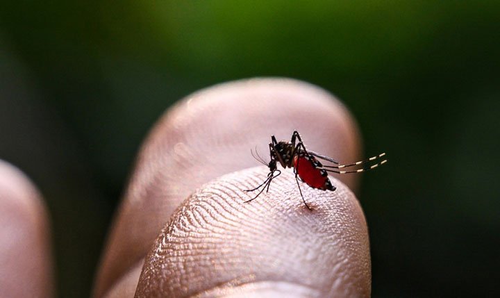 Confirman la primera muerte por un brote de dengue en el estado mexicano de Tabasco