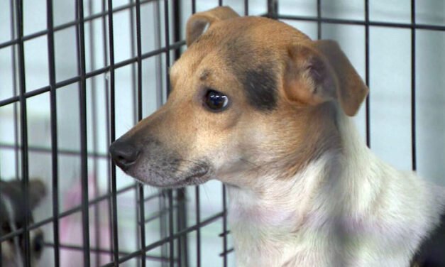 Más de 100 perros y gatos rescatados de condiciones horribles esta semana