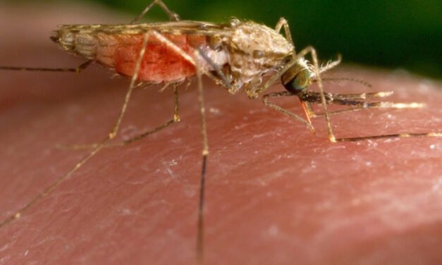 Hallan en California un caso “extremadamente raro” de dengue transmitido por mosquitos