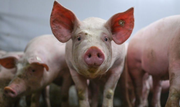 Detectan el primer caso humano de una nueva forma de gripe porcina en el Reino Unido