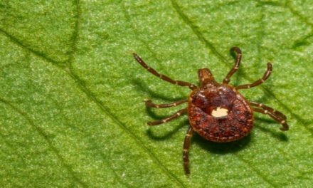 ¡Cuidado con las garrapatas! Podrían desarrollar una enfermedad que generaría una posible alergia a la carne  