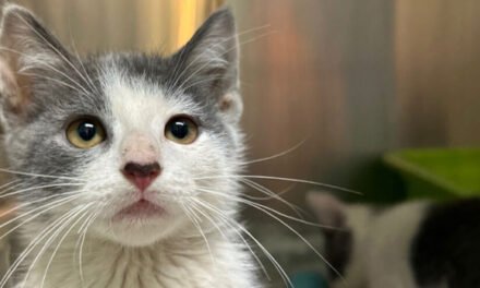 True Rescue Animal Shelter necesita ayuda tras las recientes inundaciones