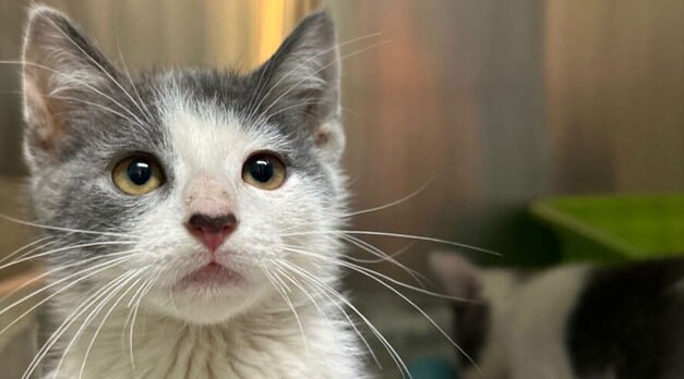 True Rescue Animal Shelter necesita ayuda tras las recientes inundaciones