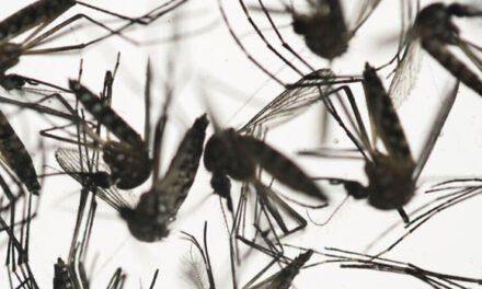 Un hombre muere a causa de la enfermedad transmitida por mosquitos EEE en New Hampshire