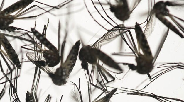 Un hombre muere a causa de la enfermedad transmitida por mosquitos EEE en New Hampshire