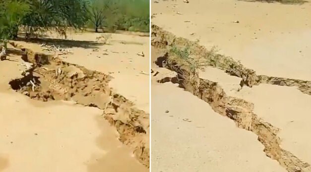 Una repentina grieta gigante se traga a varios becerros en un desierto mexicano
