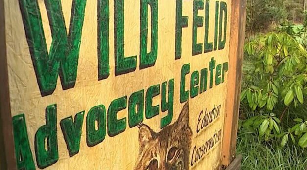 La gripe aviar mata a 20 gatos salvajes en un santuario de Washington