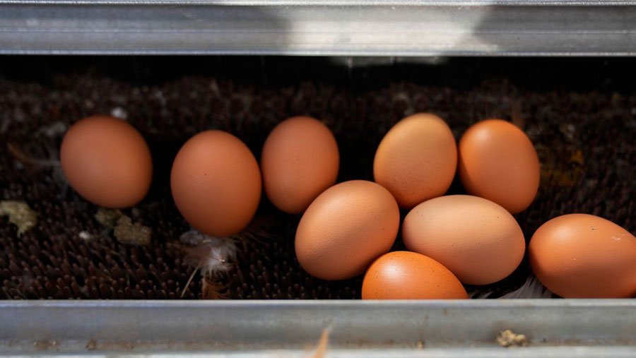 La reducción del precio de los huevos podría empezar con una vacuna contra la gripe aviar; los expertos dicen que no sería tan rápido.