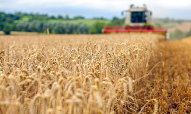 Alertan de seria amenaza para las reservas mundiales de alimentos