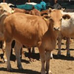 Plaga del gusano barrenador se extiende a estos estados