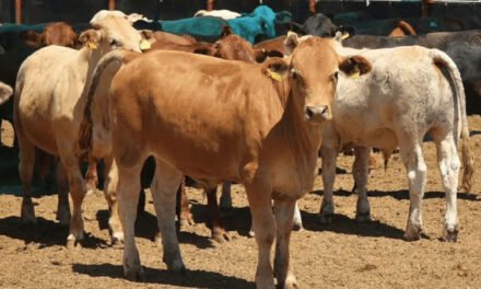 Plaga del gusano barrenador se extiende a estos estados