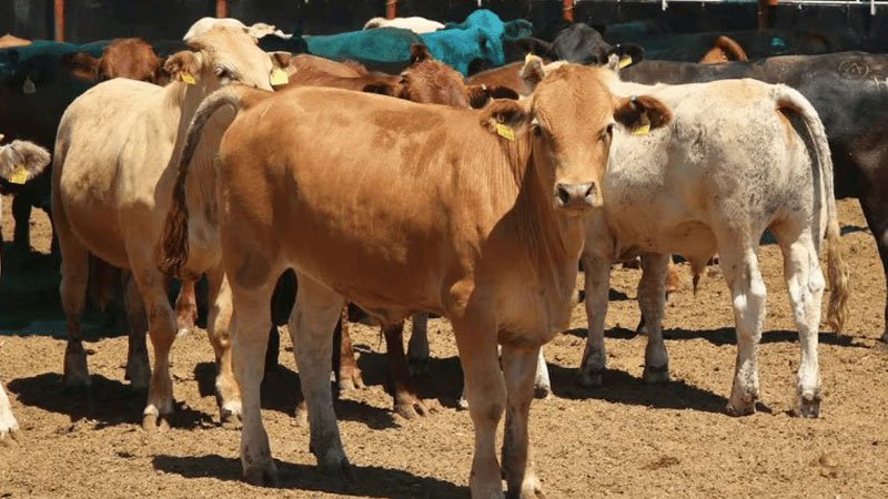 Plaga del gusano barrenador se extiende a estos estados