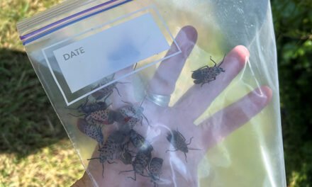<strong>DETECTADA UNA MOSCA LINTERNA MOTEADA EN EL ESTE DE TENNESSEE</strong>