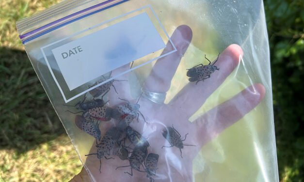 <strong>DETECTADA UNA MOSCA LINTERNA MOTEADA EN EL ESTE DE TENNESSEE</strong>