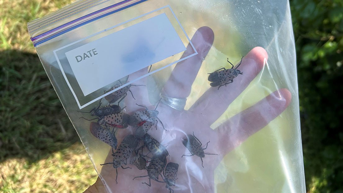 <strong>DETECTADA UNA MOSCA LINTERNA MOTEADA EN EL ESTE DE TENNESSEE</strong>