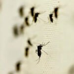 Estos son los estados en alerta por posible propagación de dengue