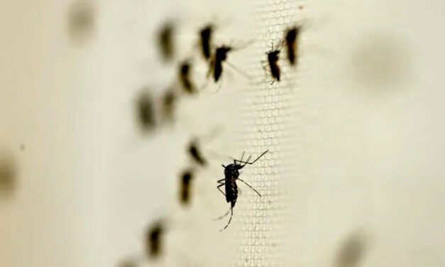 Estos son los estados en alerta por posible propagación de dengue