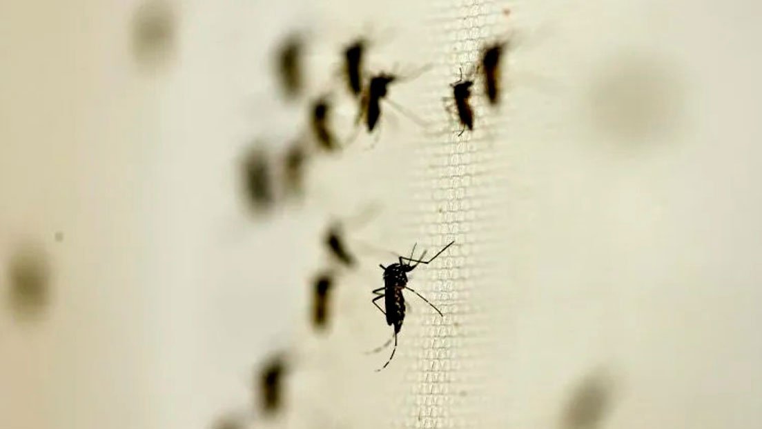 Estos son los estados en alerta por posible propagación de dengue