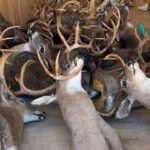 Caza furtiva generalizada. Acusan a un dúo de cazar ilegalmente y vender carne en el centro de Tennessee.