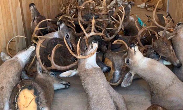 Caza furtiva generalizada. Acusan a un dúo de cazar ilegalmente y vender carne en el centro de Tennessee.